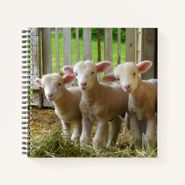 Sheep-Notebook Notizbuch (Vorderseite)