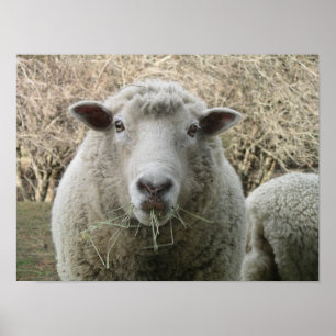 Sheep Print Poster