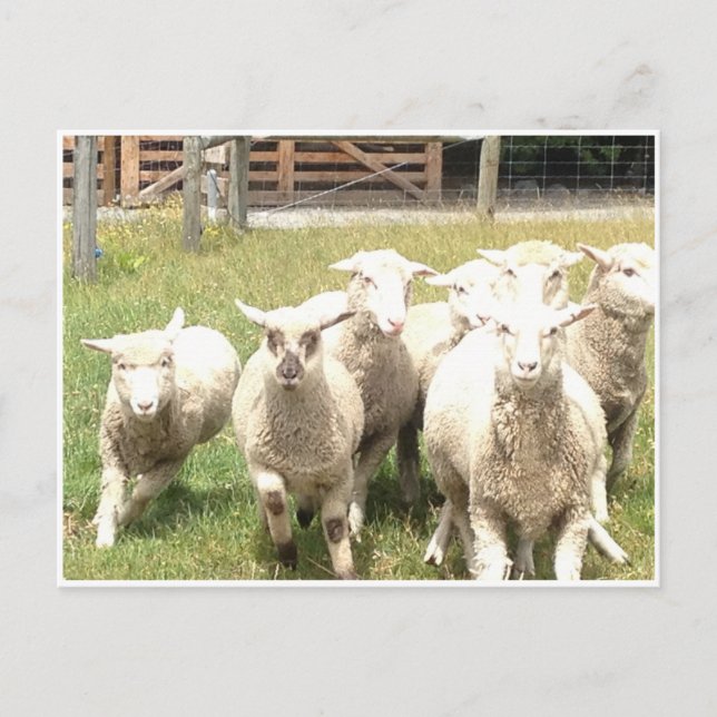 Sheep Stampede Postkarte (Vorderseite)