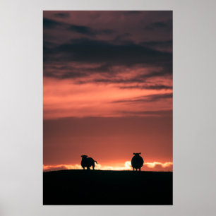 Sheep Sunset Nature Foto Poster