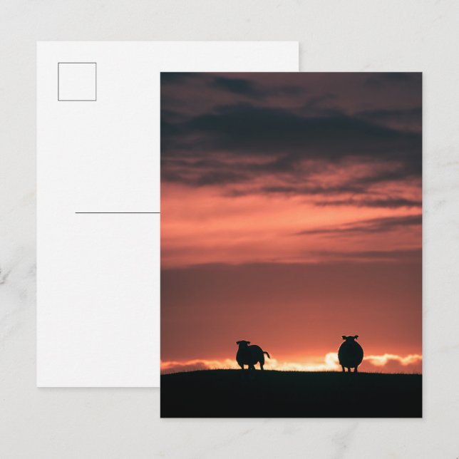 Sheep Sunset Nature Foto Postkarte (Vorne/Hinten)