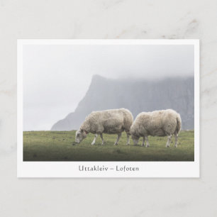 Sheep Uttakleiv Lofoten Islands Postkarte