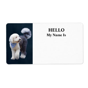 Sheepadoodle mit blauem karierten Schal