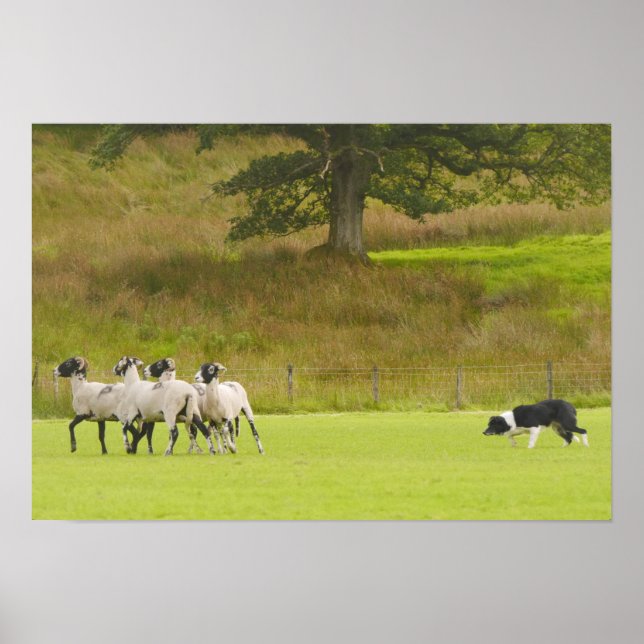Sheepdog Herding Sheep Poster (Vorne)