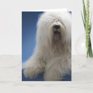 Sheepdog Karte