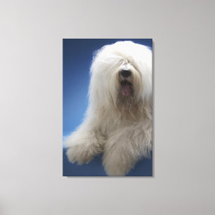 Sheepdog Leinwanddruck