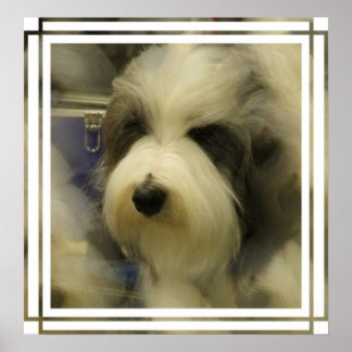 Sheepdog Picture Print Poster