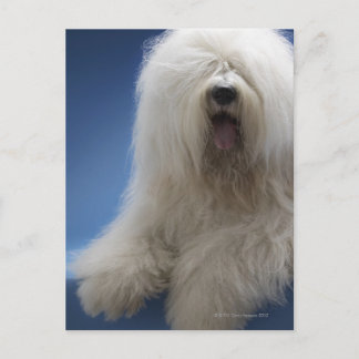 Sheepdog Postkarte