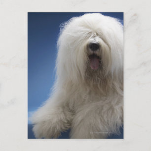 Sheepdog Postkarte