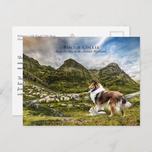 Sheepherding Sable Rough Collie - Collectibel Postkarte (Vorne/Hinten)