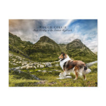 Sheepherding Sable Rough Collie - Collectibel