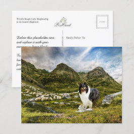 Sheepherding Tricolor Rough Collie - Collectibel Postkarte