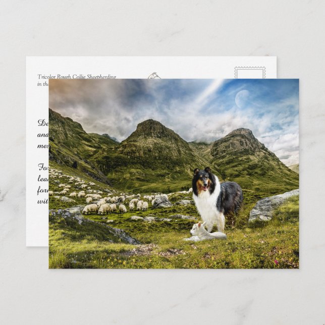 Sheepherding Tricolor Rough Collie - Collectibel Postkarte (Vorne/Hinten)