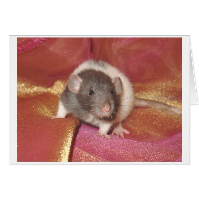 Shelby (Vorderseite (Horizontal))