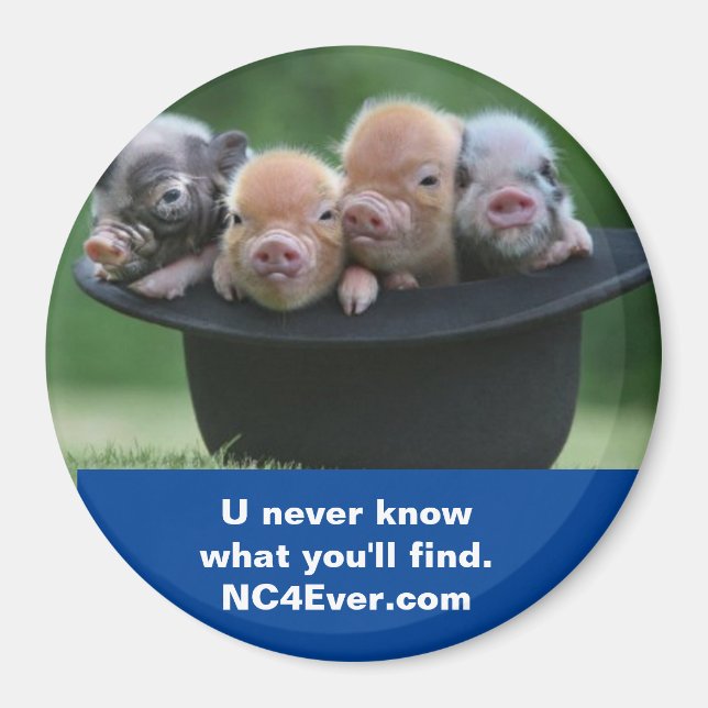 Shelby NC-Magnet Magnet (Vorne)