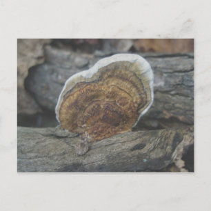 Shelf Fungus #3 Postkarte