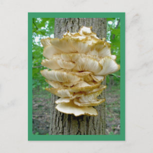 Shelf Fungus auf Tree Postkarte