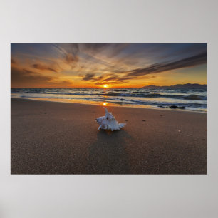 Shell At The Beach At Sunset   Kos Island Poster