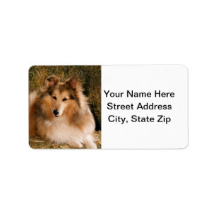Sheltie Adressaufkleber