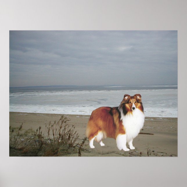 Sheltie am Strand Print Poster (Vorne)