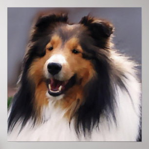 Sheltie Art Print Poster