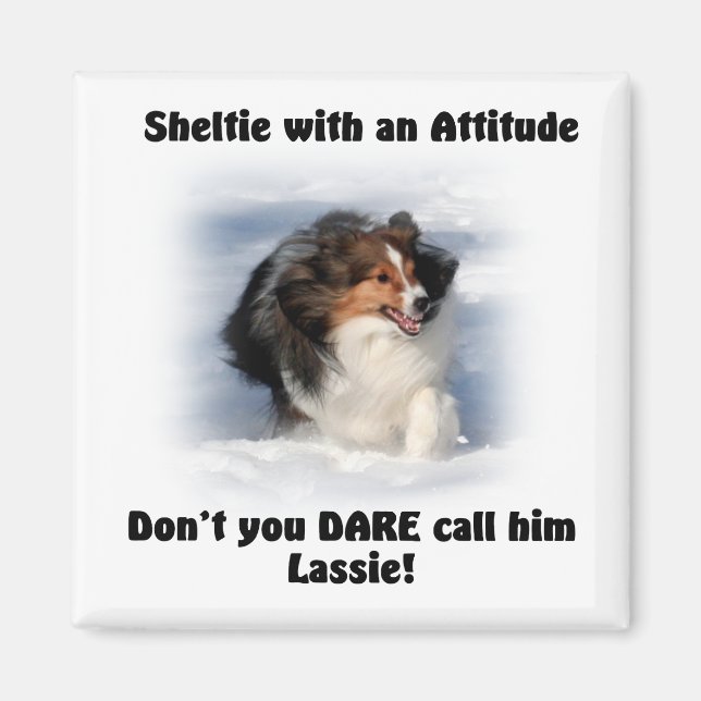 Sheltie Attitude Magnet (Vorne)