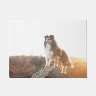 Sheltie auf Klippe protectng gehört während des Fußmatte