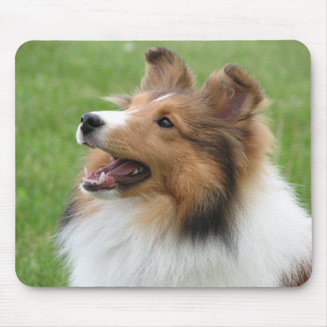Sheltie auf mousepad (Vorne)