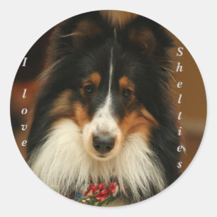Sheltie Aufkleber