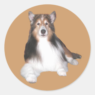 Sheltie Aufkleber