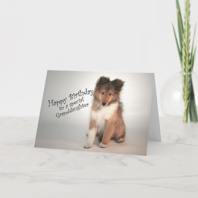 Sheltie Birthday Card für Großtochter Karte (Vorderseite)