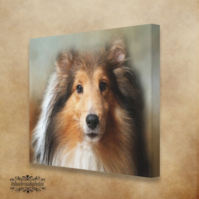 Sheltie Canine Leinwanddruck (Von Creator hochgeladen)