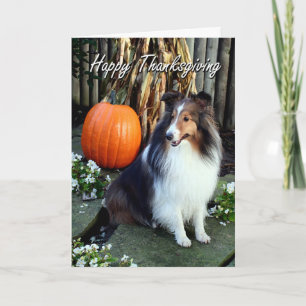 Sheltie Erntedank Card Feiertagskarte