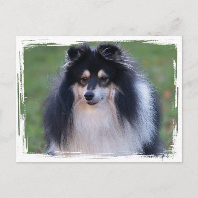 Sheltie Foto Postkarte (Vorderseite)
