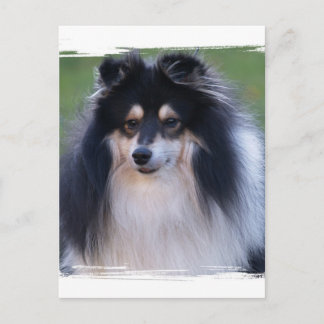 Sheltie Foto Postkarte