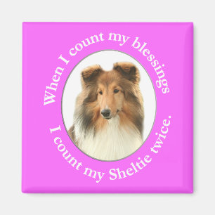 Sheltie Glücks-Magnet Magnet