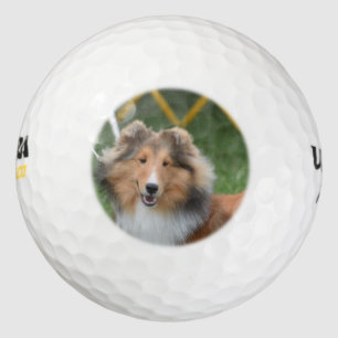 Sheltie Golfball