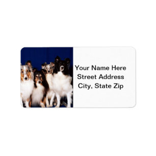 Sheltie Gruppe Adressaufkleber