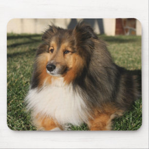 Sheltie Hund Mousepad