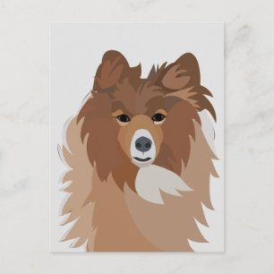 Sheltie-Hund  Postkarte
