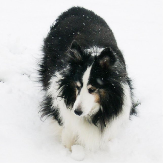 Sheltie in der Schnee-Verzierung Fotoskulptur Ornament (Vorne)