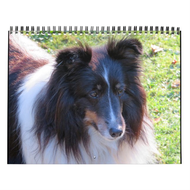 Sheltie Kalender (Titelbild)
