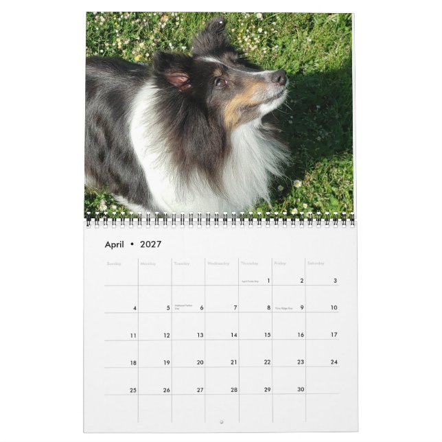 Sheltie-Kalender 2024 Kalender (Apr 2027)