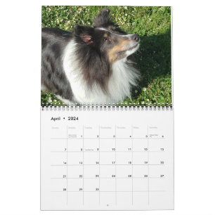 Sheltie-Kalender 2024 Kalender