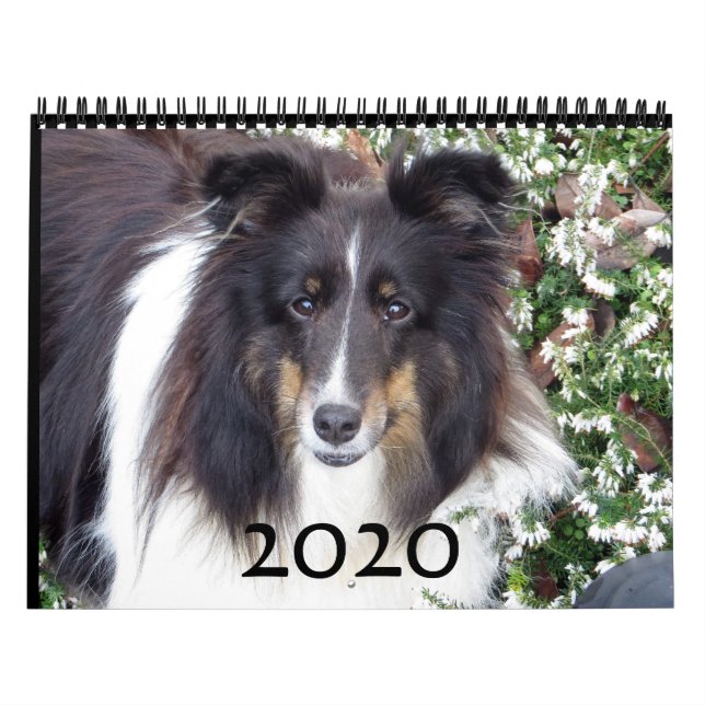 Sheltie-Kalender Kalender (Titelbild)