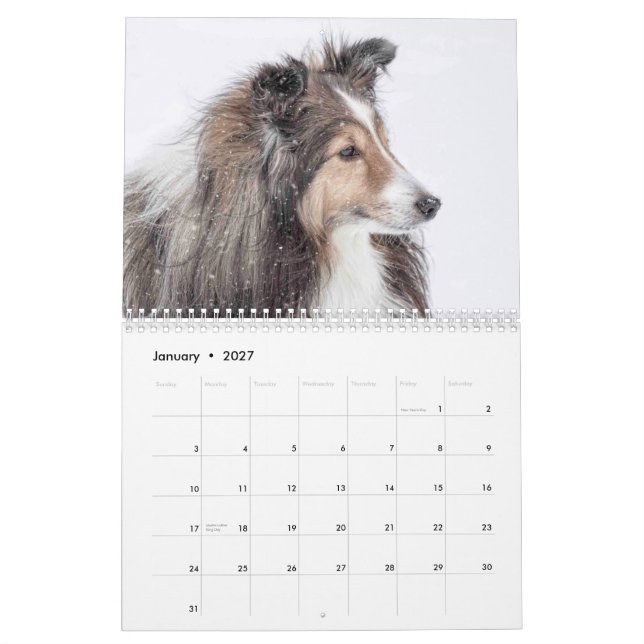 Sheltie-Kalender Kalender (Jan 2027)