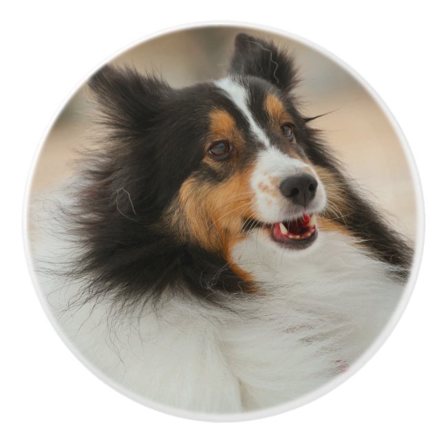 Sheltie Keramikknauf (Vorderseite)