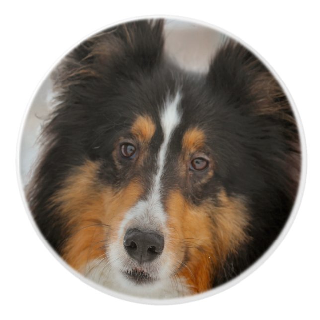 Sheltie Keramikknauf (Vorderseite)