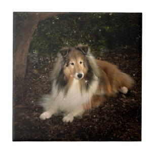 Sheltie Magic Tile Fliese