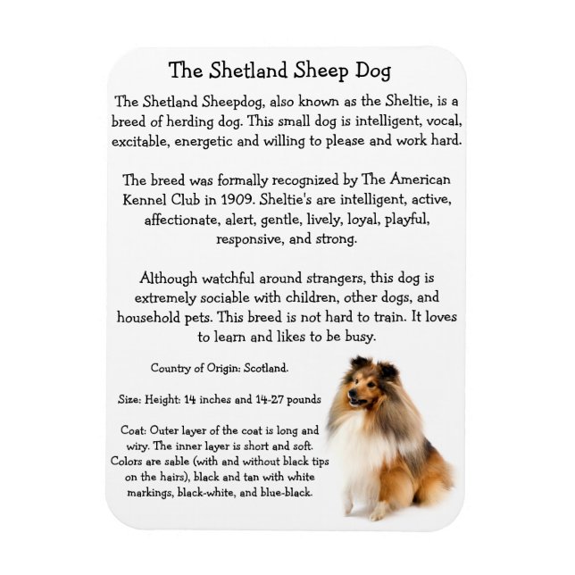 Sheltie Magnet (Vertikal)